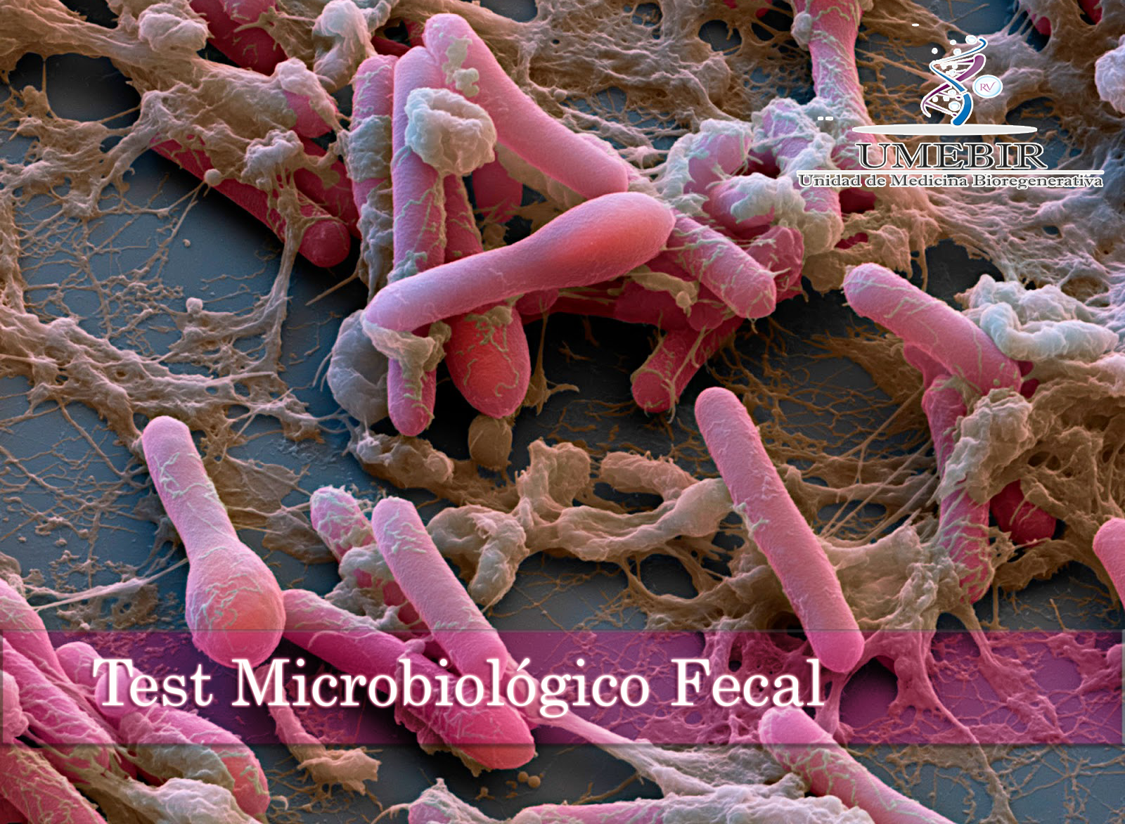 Test Microbiológico Fecal