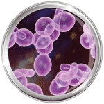 Tratamiento Candidiasis Intestinal Umebir